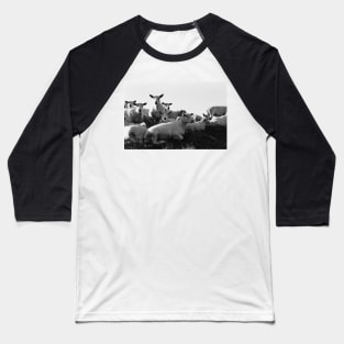 Norwegian Sheep Baseball T-Shirt